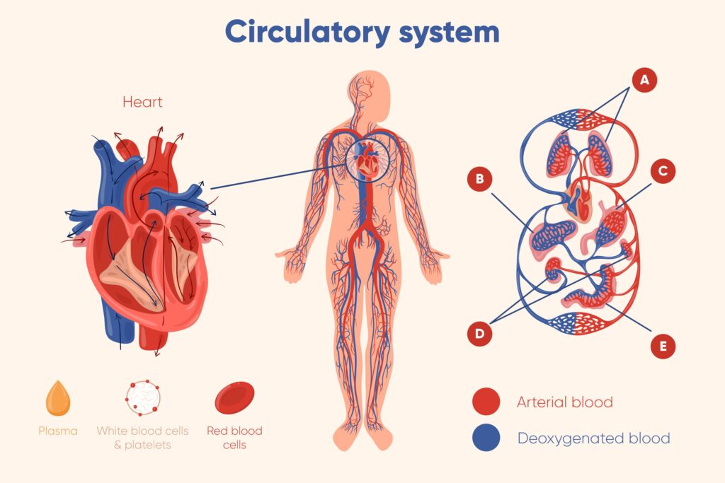 Circulatory Pathways