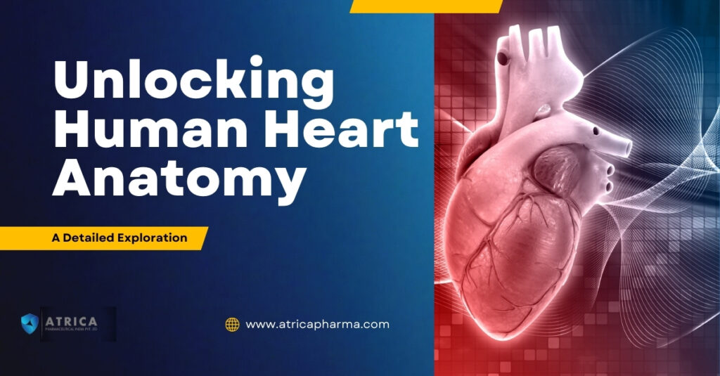 Unlocking Human Heart Anatomy: A Detailed Exploration