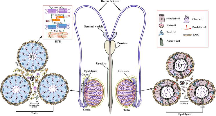 Protection Mechanisms in the Male Reproductive System