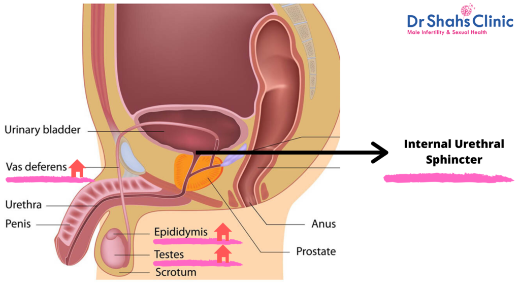 What Happens When Urine Mixes With Sperm in the Urethra?